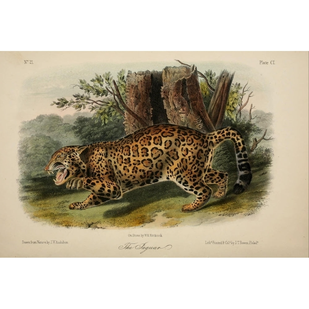 Quadrupeds of N. America 1851 Jaguar Poster Print by J.W. Audubon Image 2