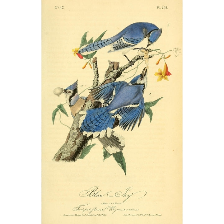 Birds of America 1844 Blue Jay Poster Print by J.J. Audubon Image 1