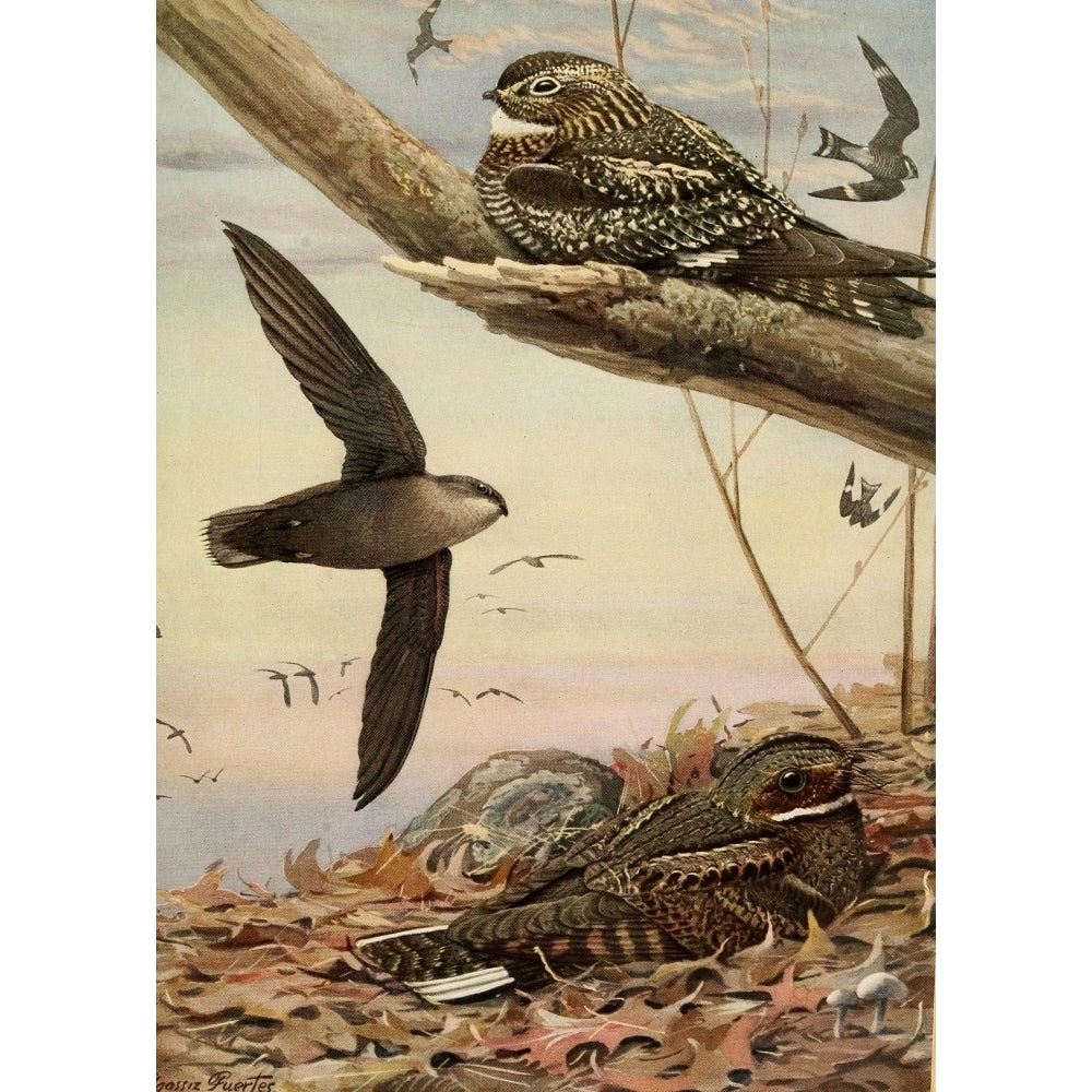 Birds of Massachusetts 1925 Nighthawk Swift Whip-poor-will Poster Print by L.A. Fuertes Image 2