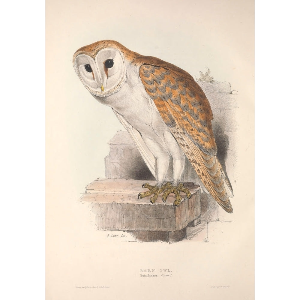 Birds of Europe 1837 Barn Owl Poster Print by J and E Gould Image 1