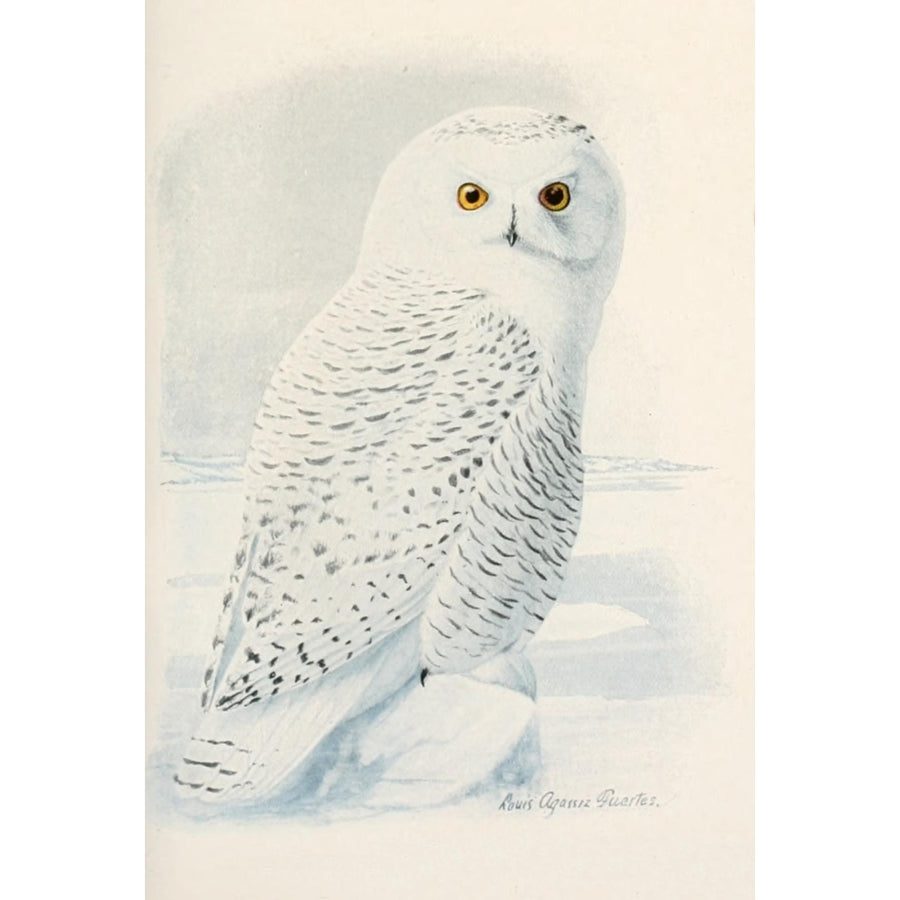 Birds of America 1923 Snowy Owl Poster Print by L.A. Fuertes Image 1