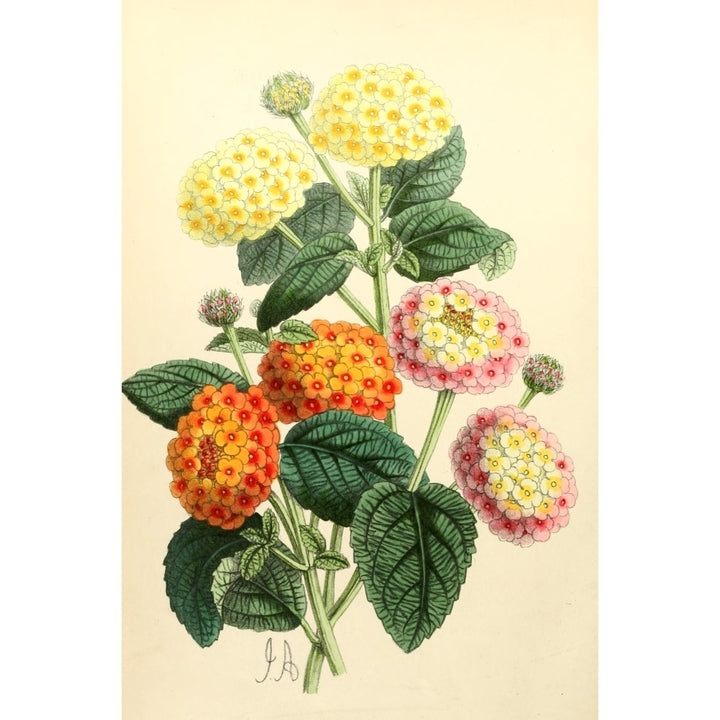 The Floral Magazine 1869 Lantanas Poster Print by James Andrews Image 2