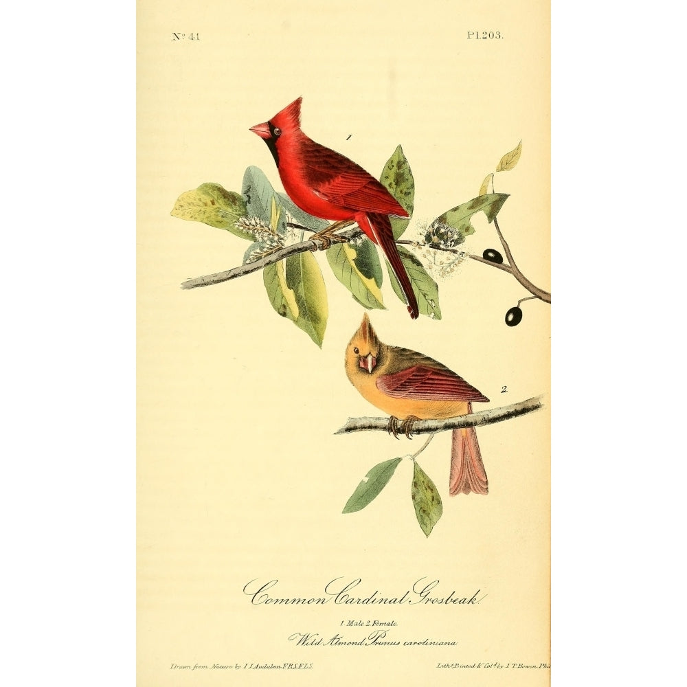 Birds of America 1844 Common Cardinal Grosbeak Poster Print by J.J. Audubon Image 1