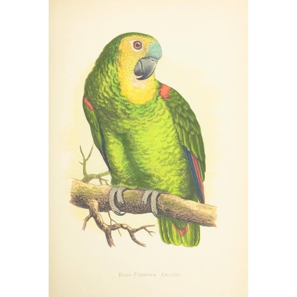 Parrots in Captivity 1884 Blue-fronted Amazon Poster Print by A.F. Lydon Image 1