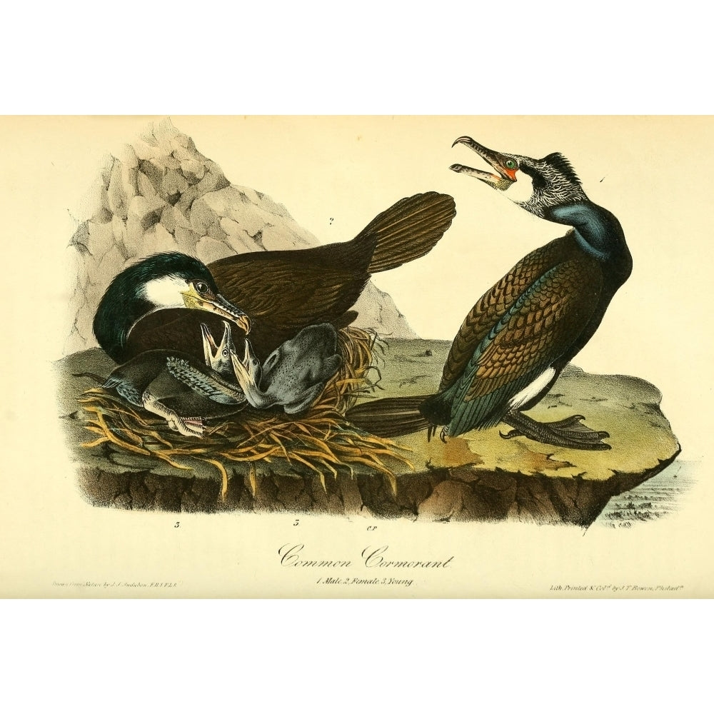 Birds of America 1844 Common Cormorant Poster Print by J.J. Audubon Image 1