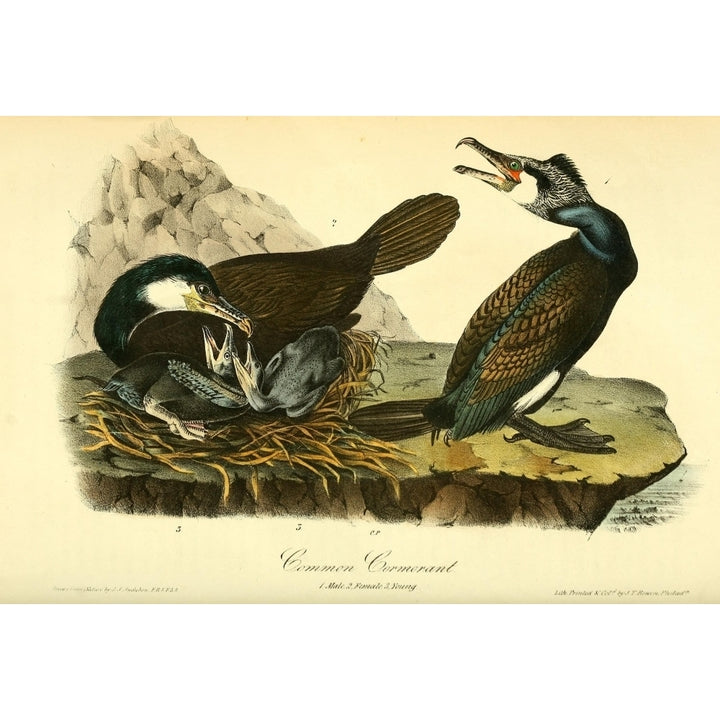 Birds of America 1844 Common Cormorant Poster Print by J.J. Audubon Image 1