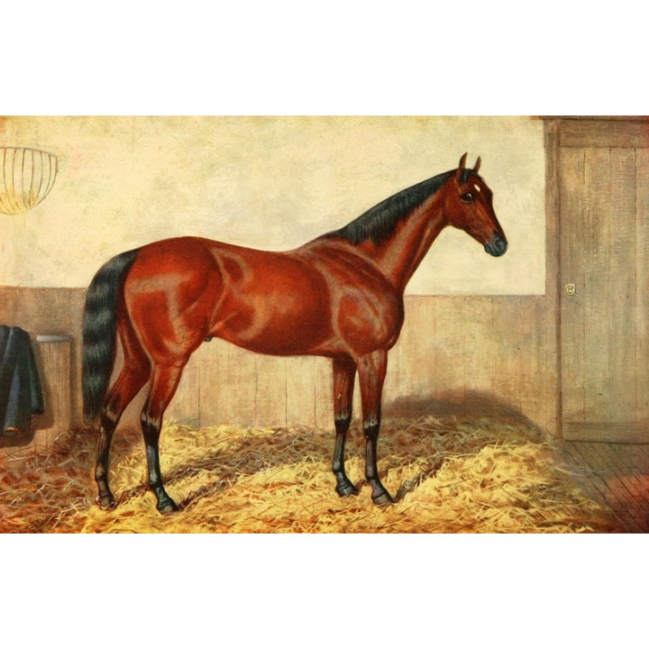 The Horse 1906 Thoroughbred Stallion St. Simon Poster Print by James Clark Image 1