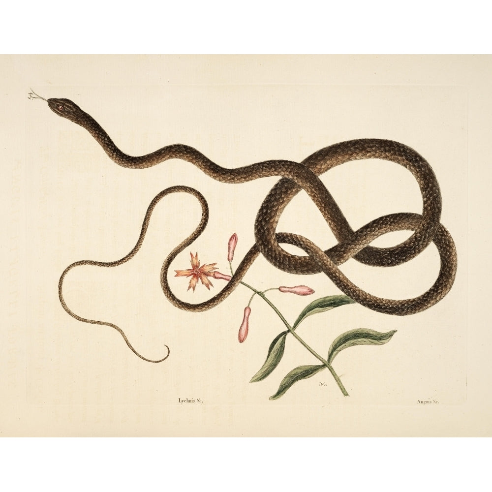 Coach-whip Snake Poster Print by Mark Catesby Image 1