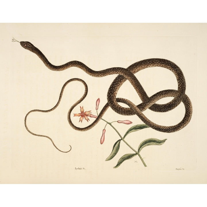 Coach-whip Snake Poster Print by Mark Catesby Image 1