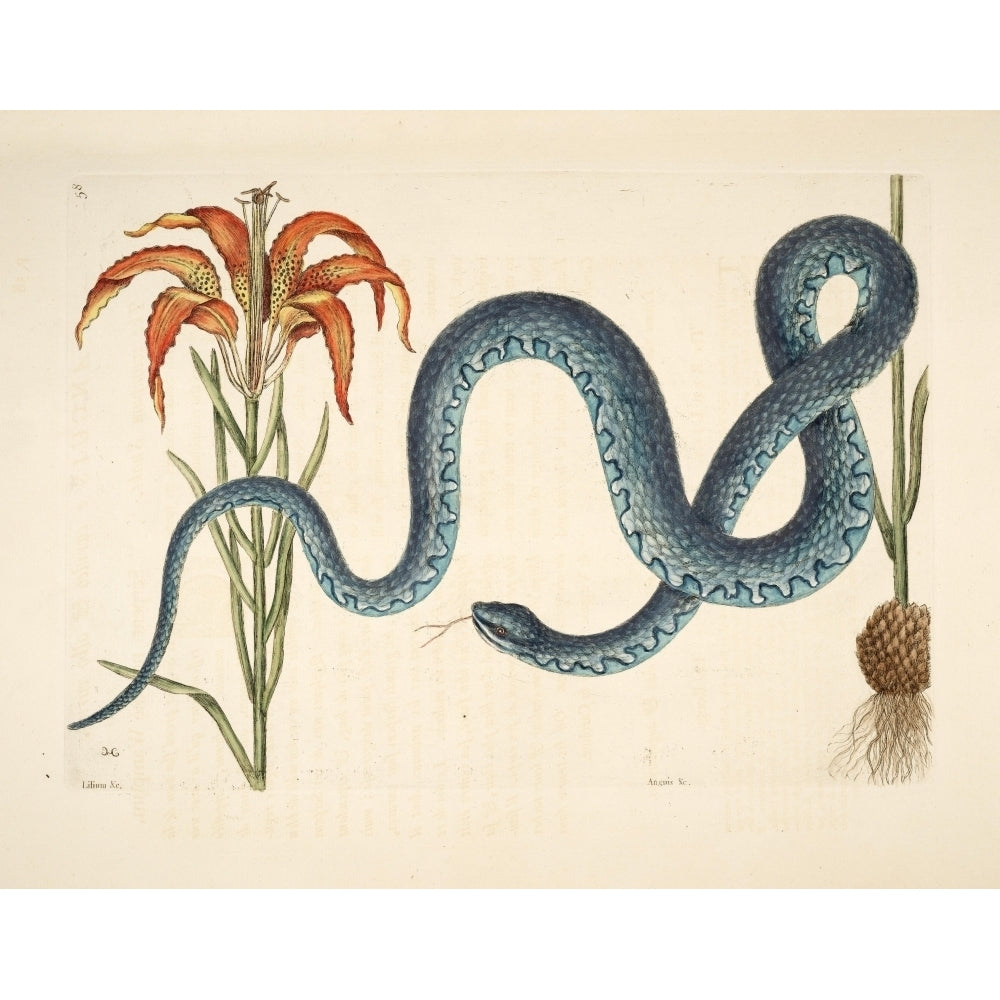 Wampum Snake and Lily Poster Print by Mark Catesby Image 1