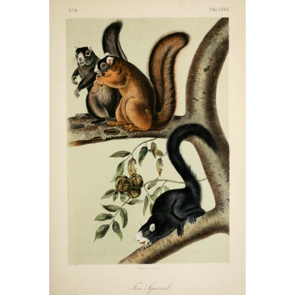 Quadrupeds of N. America 1851 Fox Squirrel Poster Print by J.J. Audubon Image 2