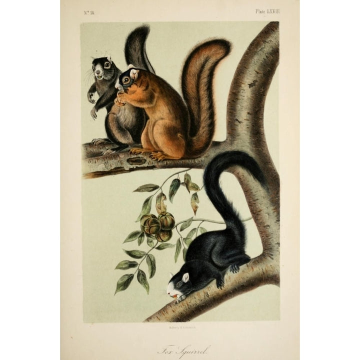 Quadrupeds of N. America 1851 Fox Squirrel Poster Print by J.J. Audubon Image 1