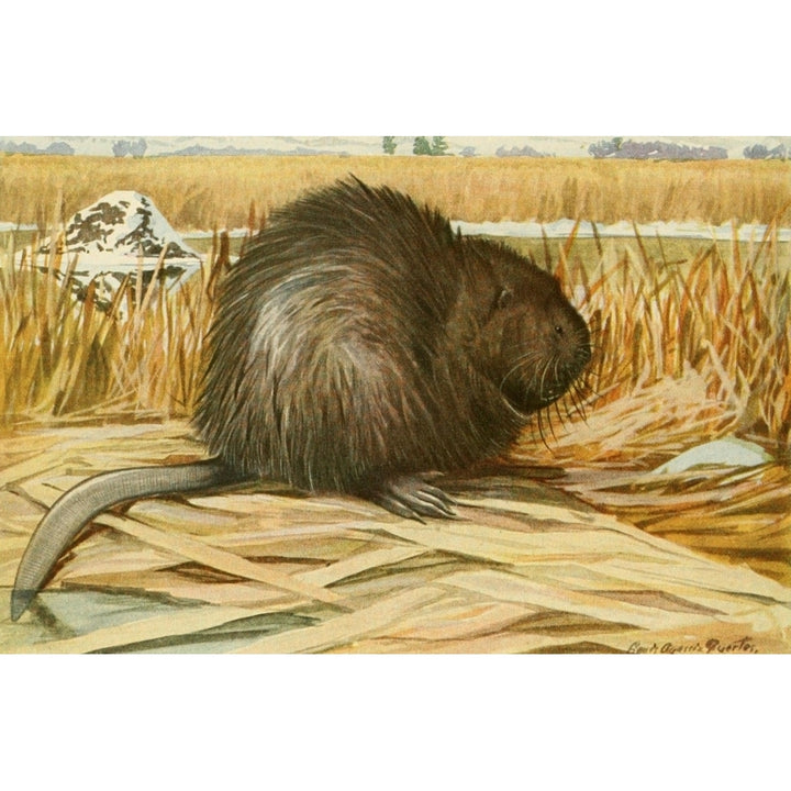 Wild Animals of N. America 1918 Muskrat Poster Print by L.A. Fuertes Image 1