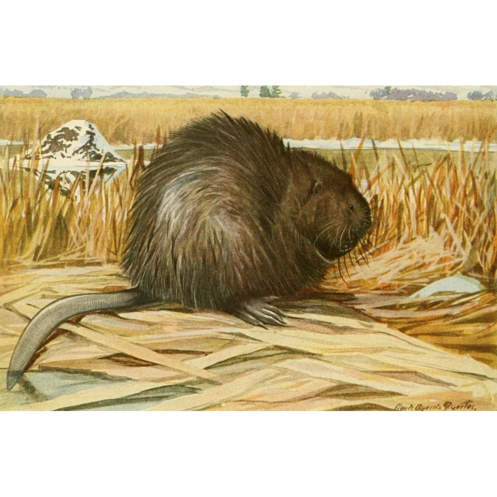 Wild Animals of N. America 1918 Muskrat Poster Print by L.A. Fuertes Image 2