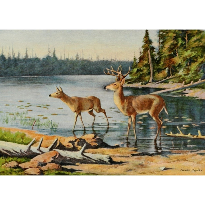 Commissioners of Fisheries NY 1899 Adirondack Deer Poster Print by Oliver Kemp Image 1