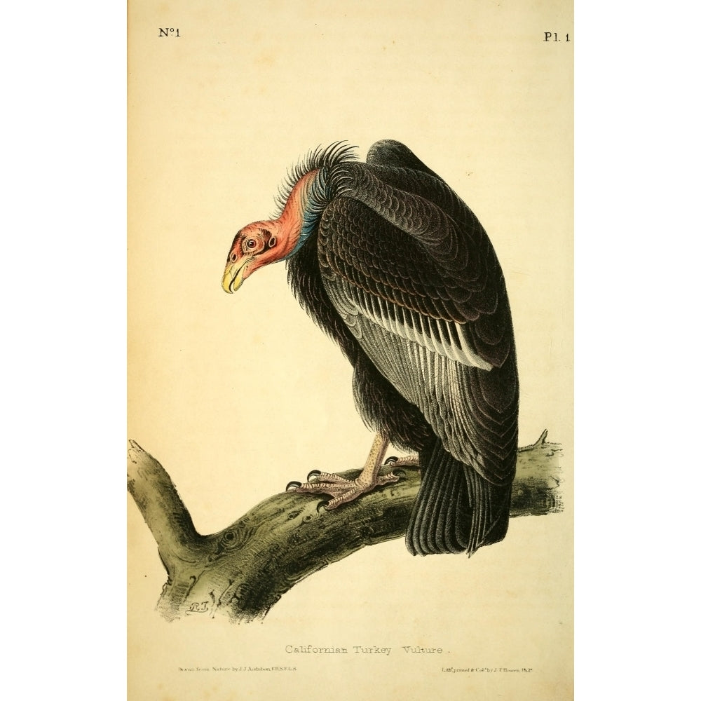 Birds of America 1844 Californian Turkey Vulture Poster Print by J.J. Audubon Image 1