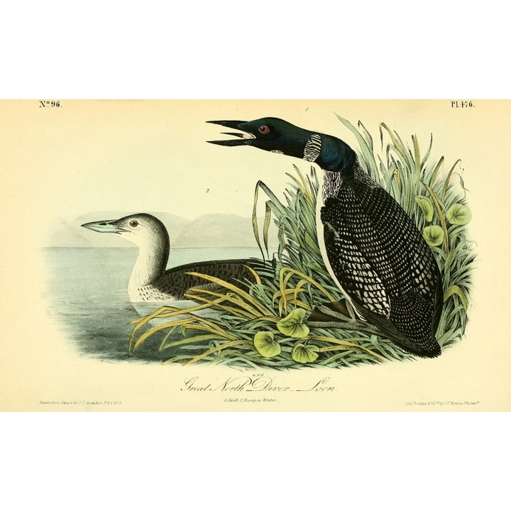 Birds of America 1844 Great North Diver Loon Poster Print by J.J. Audubon Image 1