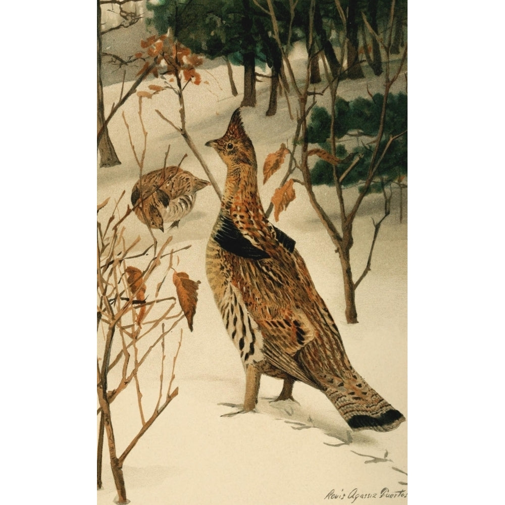 Ruffed Grouse Poster Print by L.A. Fuertes Image 1