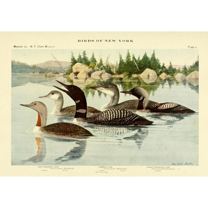 Birds of NY 1914 Loons Poster Print by L.A. Fuertes Image 1