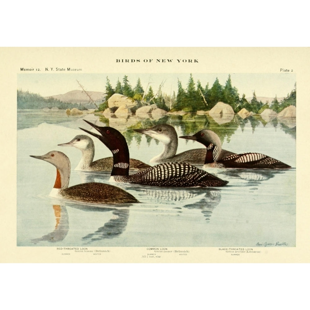 Birds of NY 1914 Loons Poster Print by L.A. Fuertes Image 2