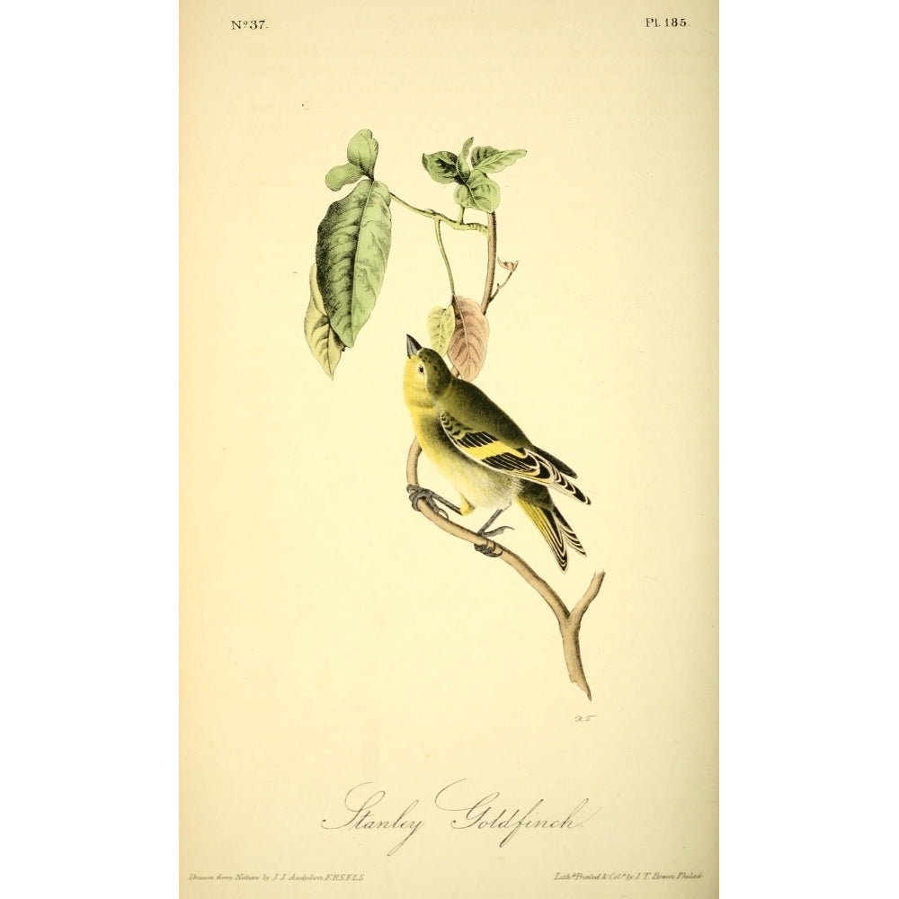 Birds of America 1844 Stanley Goldfinch Poster Print by J.J. Audubon Image 1