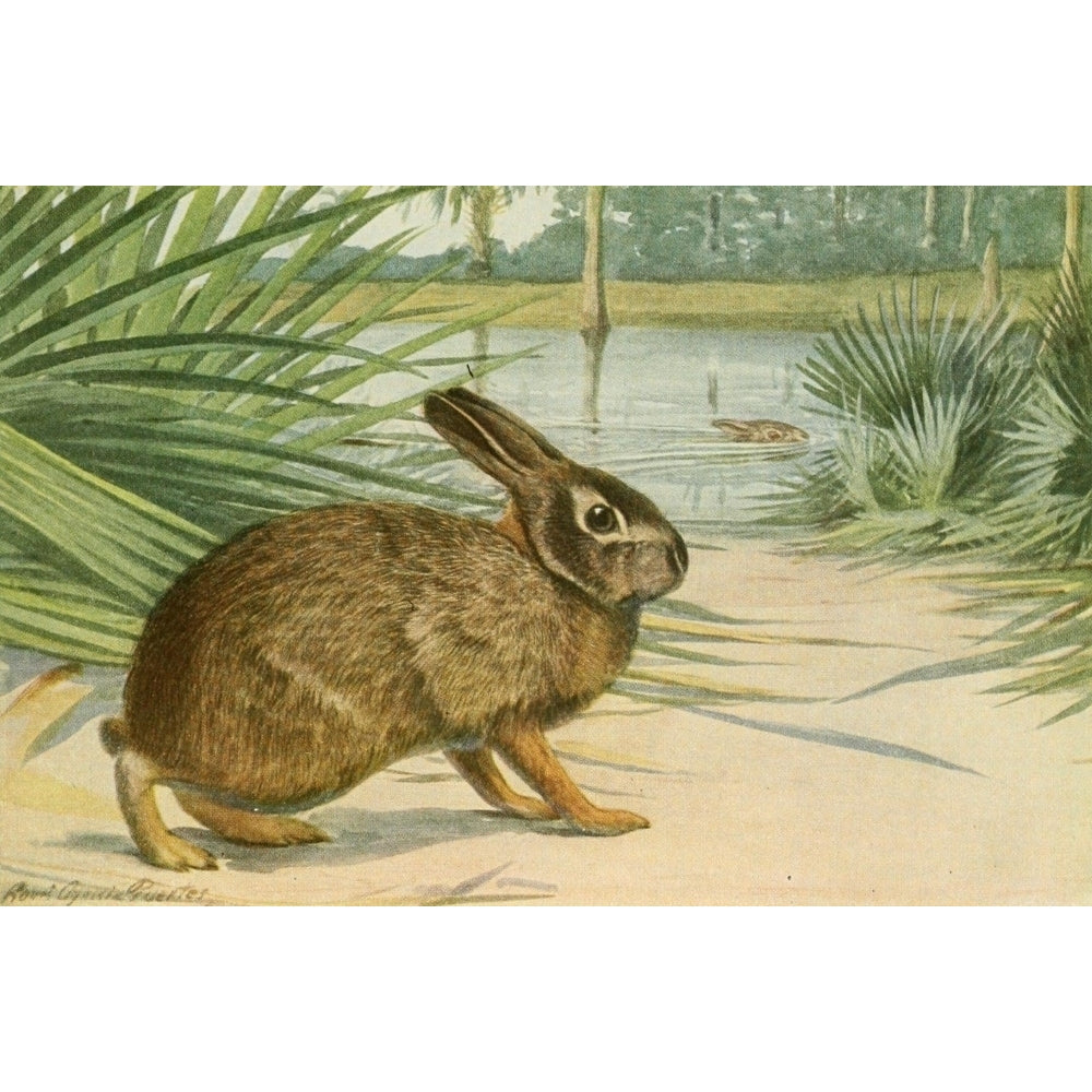 Wild Animals of N. America 1918 Marsh Rabbit Poster Print by L.A. Fuertes Image 1