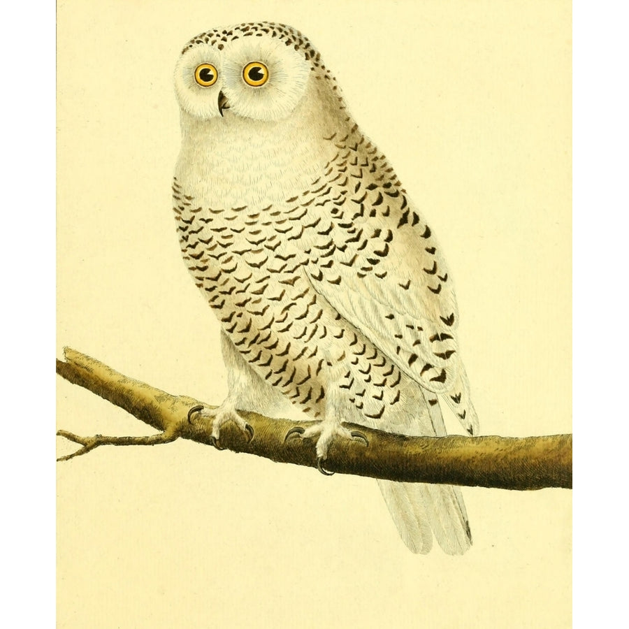 Pl Enlumin_es dHist Nat 1765 Snowy Owl Poster Print by F. Martinet Image 1