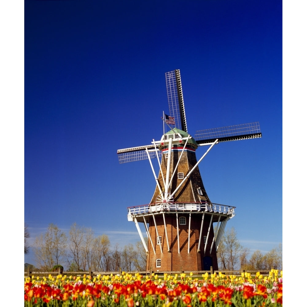 Windmill in a tulip field De Zwaan Windmill Island Holland Ottawa County Michigan USA Poster Print Image 1