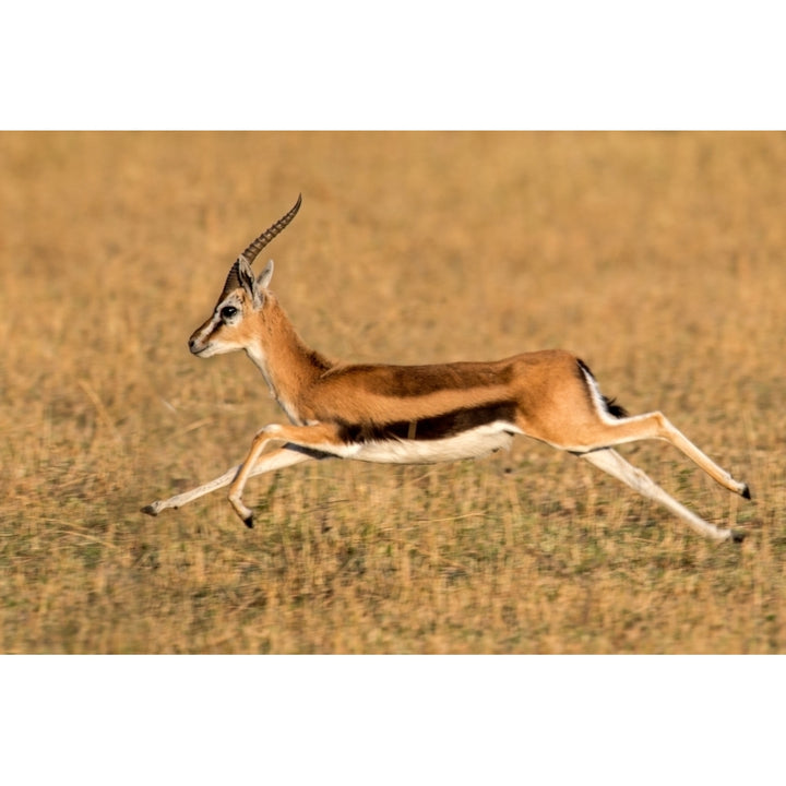 Thomsons gazelle running Tanzania Poster Print by Panoramic Images Image 1