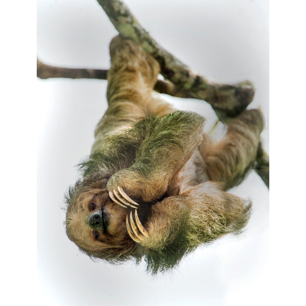 Three-Toed Sloth Sarapiqui Costa Rica Poster Print by Panoramic Images Image 2