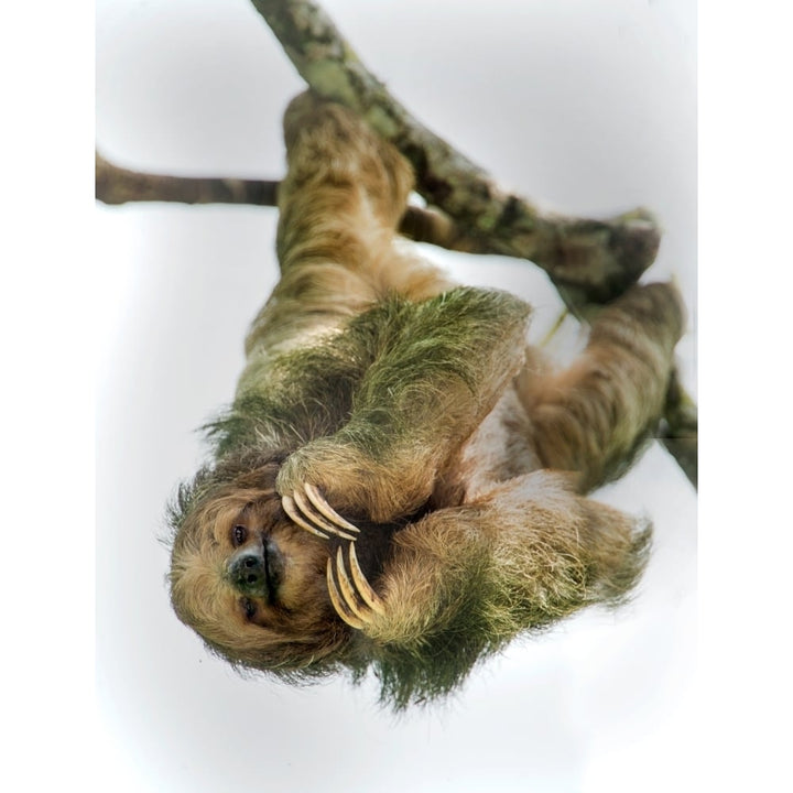 Three-Toed Sloth Sarapiqui Costa Rica Poster Print by Panoramic Images Image 1