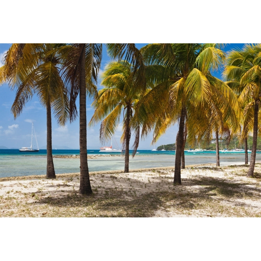 Palm trees on beach Britannia Bay Mustique Saint Vincent And The Grenadines Print by Panoramic Images Image 2