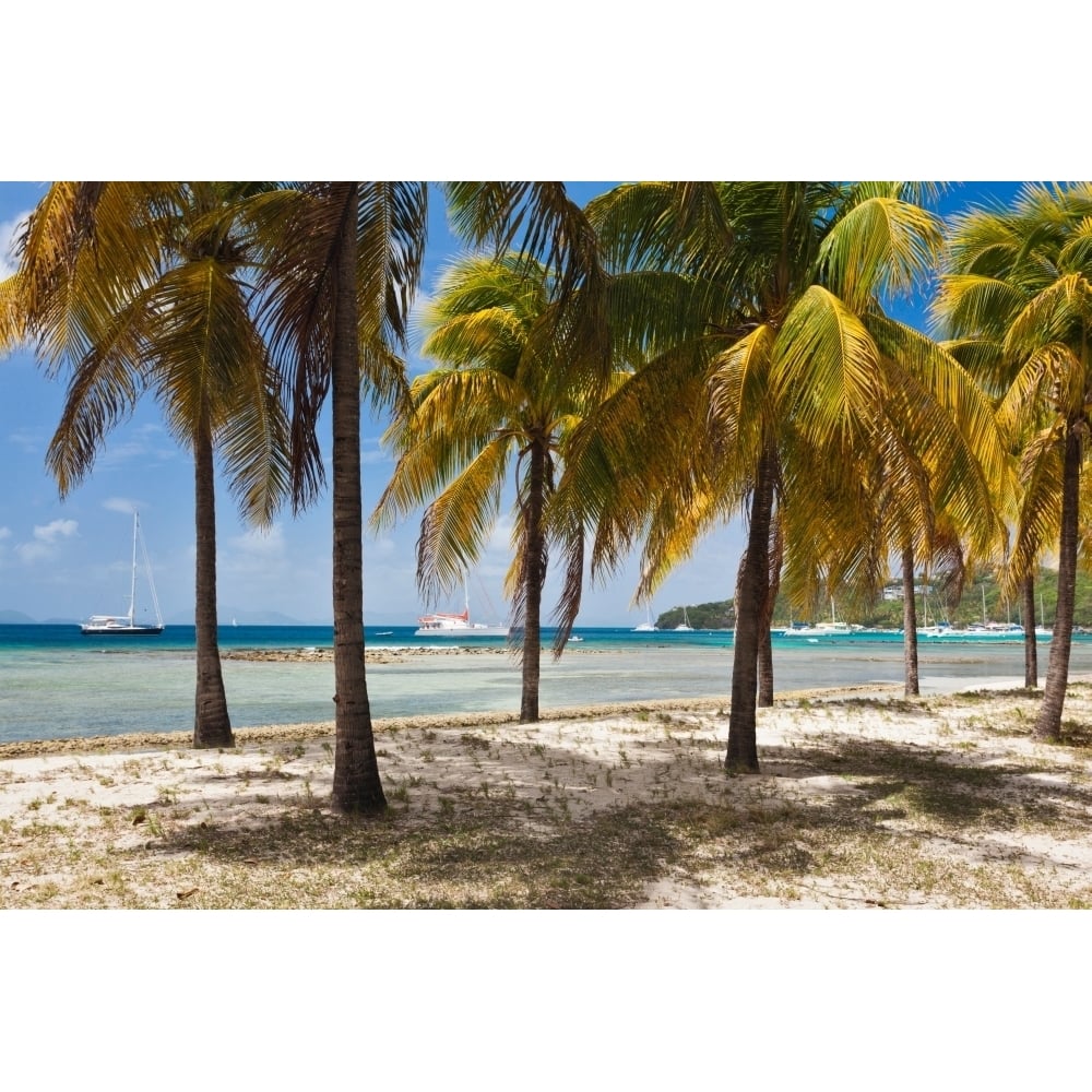 Palm trees on beach Britannia Bay Mustique Saint Vincent And The Grenadines Print by Panoramic Images Image 1