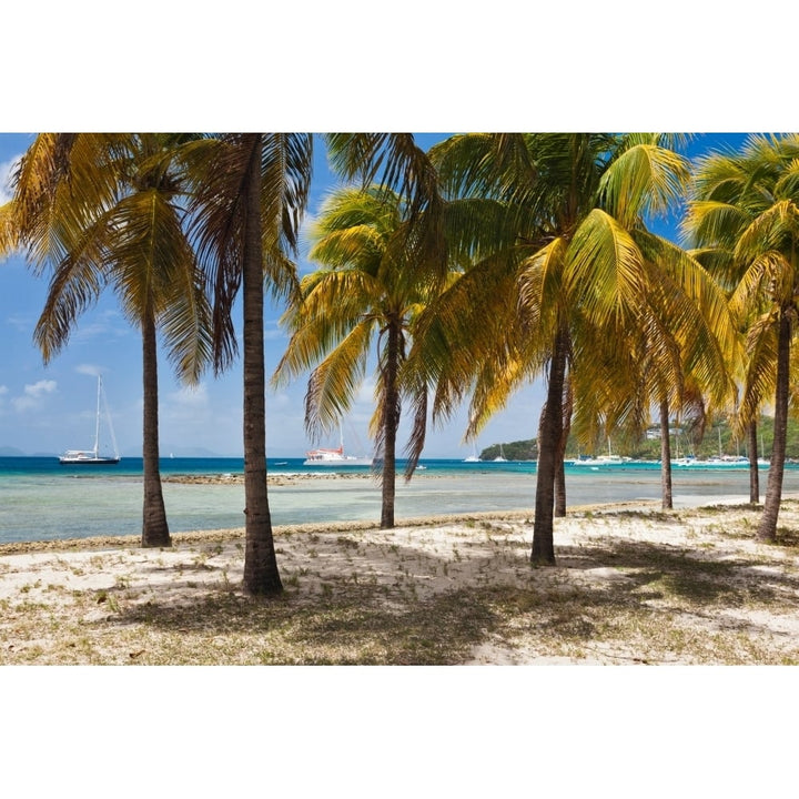 Palm trees on beach Britannia Bay Mustique Saint Vincent And The Grenadines Print by Panoramic Images Image 1