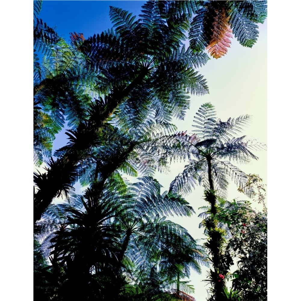 Low angle view of West Indian treefern Papillote Wilderness Retreat Dominica Print by Panoramic Image 1