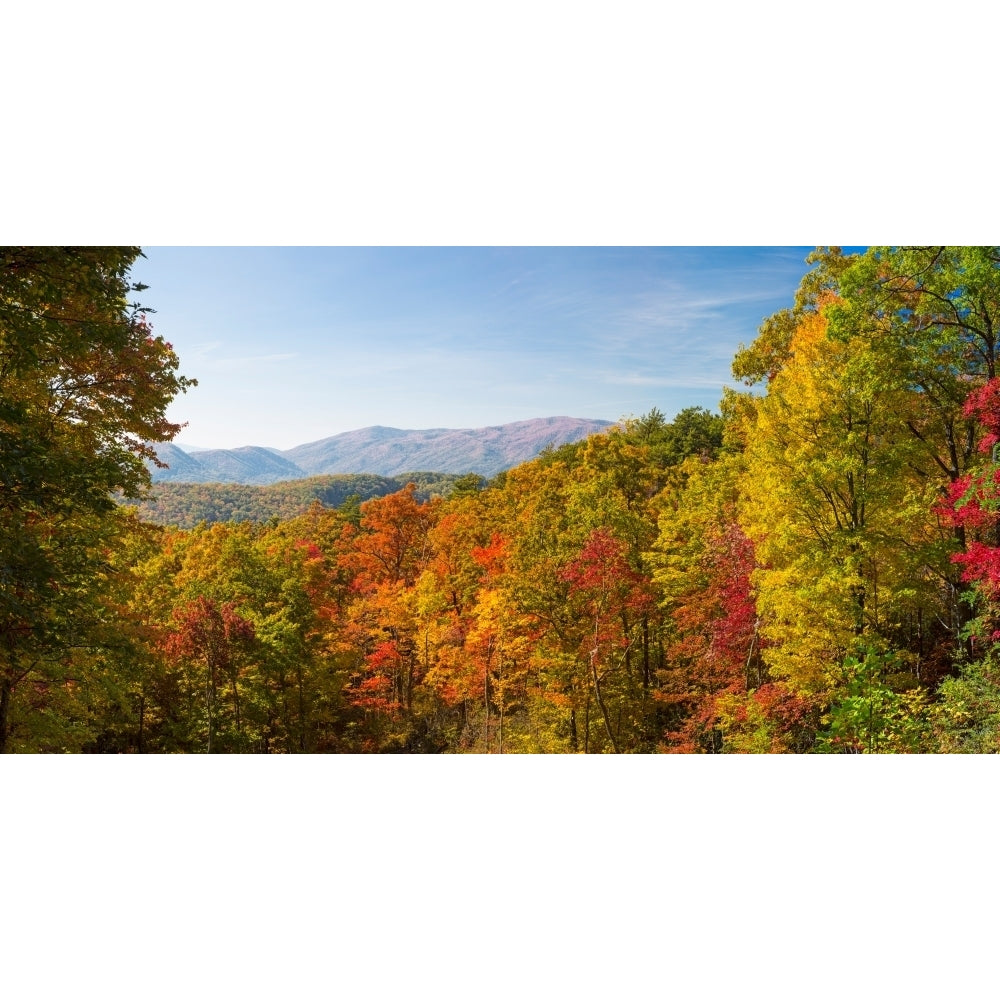 Trees in a forest Roaring Fork Motor Nature Trail Great Smoky Mountains National Park Tennessee USA Poster Print Image 1