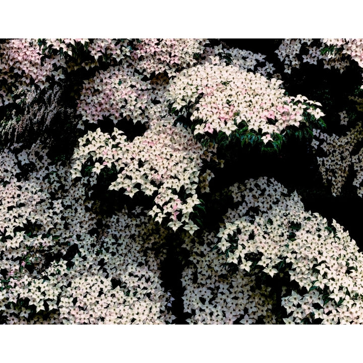 Kousa dogwood in bloom United States National Arboretum Washington DC USA Poster Print by Panoramic Images Image 1