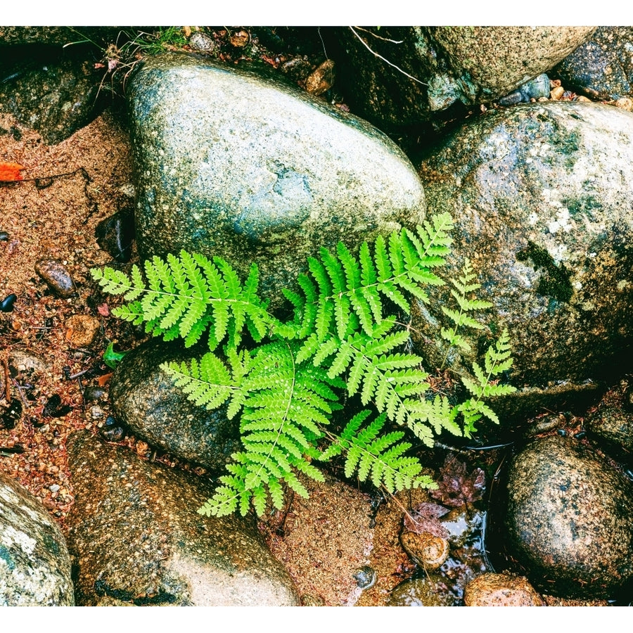 Fern leaves and rock in a forest Swift River White Mountain National Forest Hampshire USA Print by Panoramic Image 1