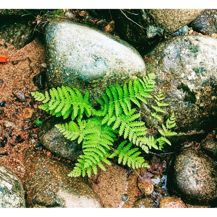 Fern leaves and rock in a forest Swift River White Mountain National Forest Hampshire USA Print by Panoramic Image 2