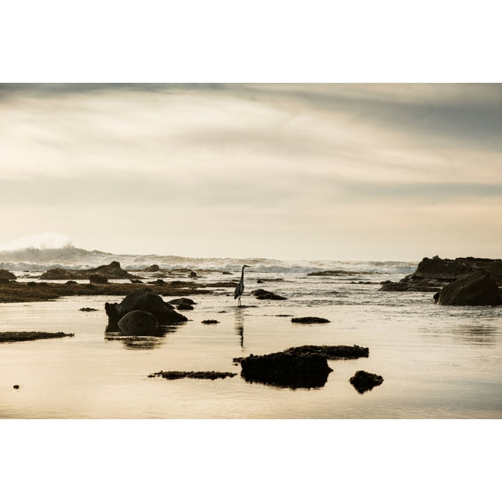 Heron on the beach Mavericks Beach Half Moon Bay San Mateo County California USA Poster Print Image 1