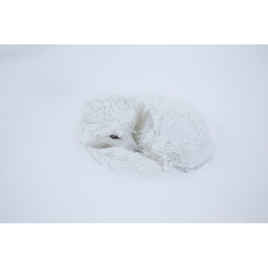 Arctic Fox in snow Churchill Wildlife Management Area Churchill Manitoba Canada Poster Print Image 1