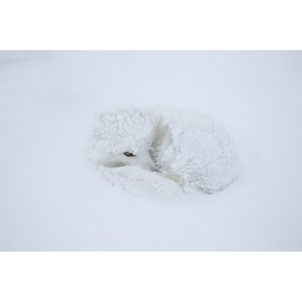 Arctic Fox in snow Churchill Wildlife Management Area Churchill Manitoba Canada Poster Print Image 2