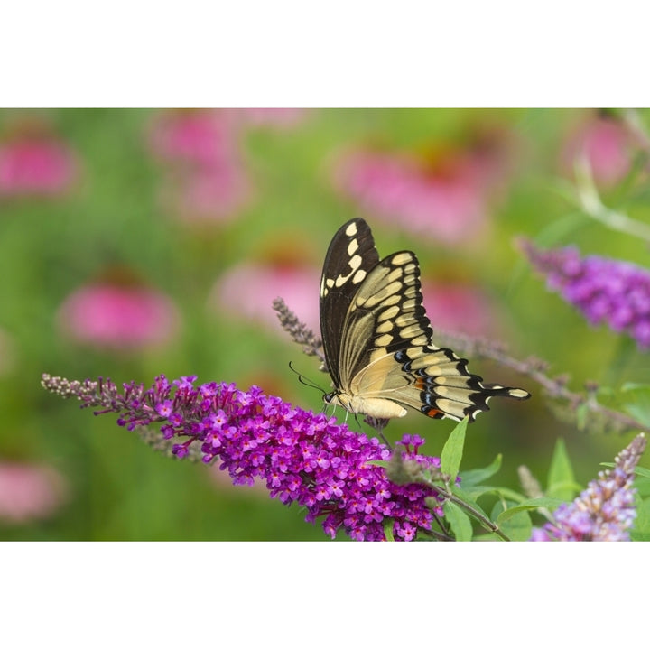 Giant Swallowtail butterfly pollinating on Butterfly Bush Image 2