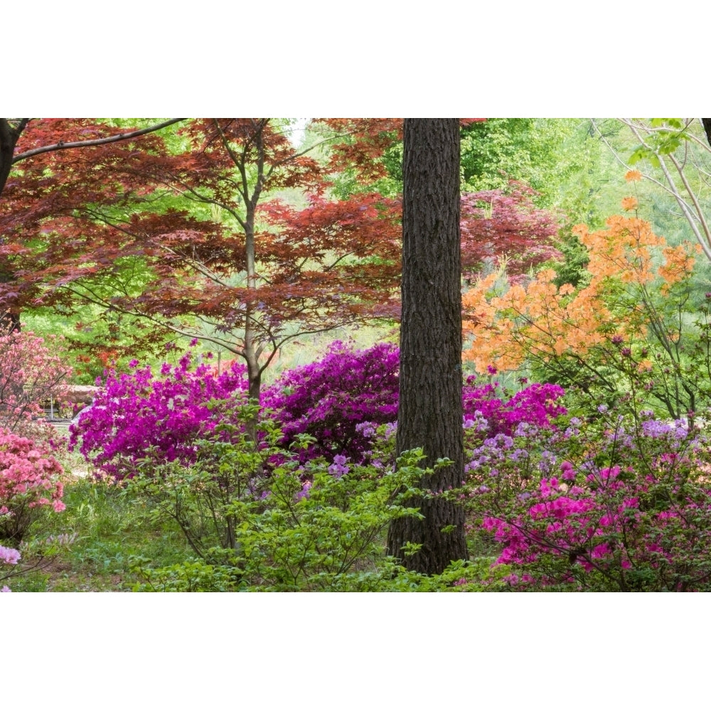 Azaleas and Japanese Maples at Azalea Path Arboretum And Botanical Gardens Hazle Image 1