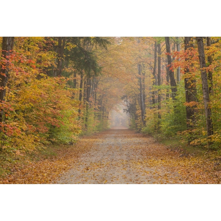 Road passing though forest in autumn Schoolcraft County Upper Peninsula Michigan USA Poster Print Image 1