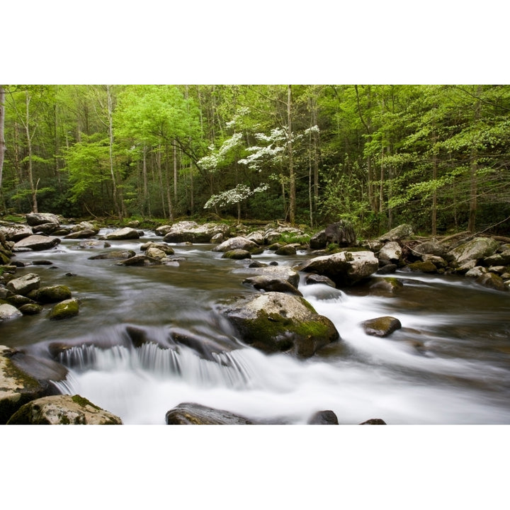 Dogwood trees in spring along Middle Prong Little River Tremont Great Smoky Moun Image 1