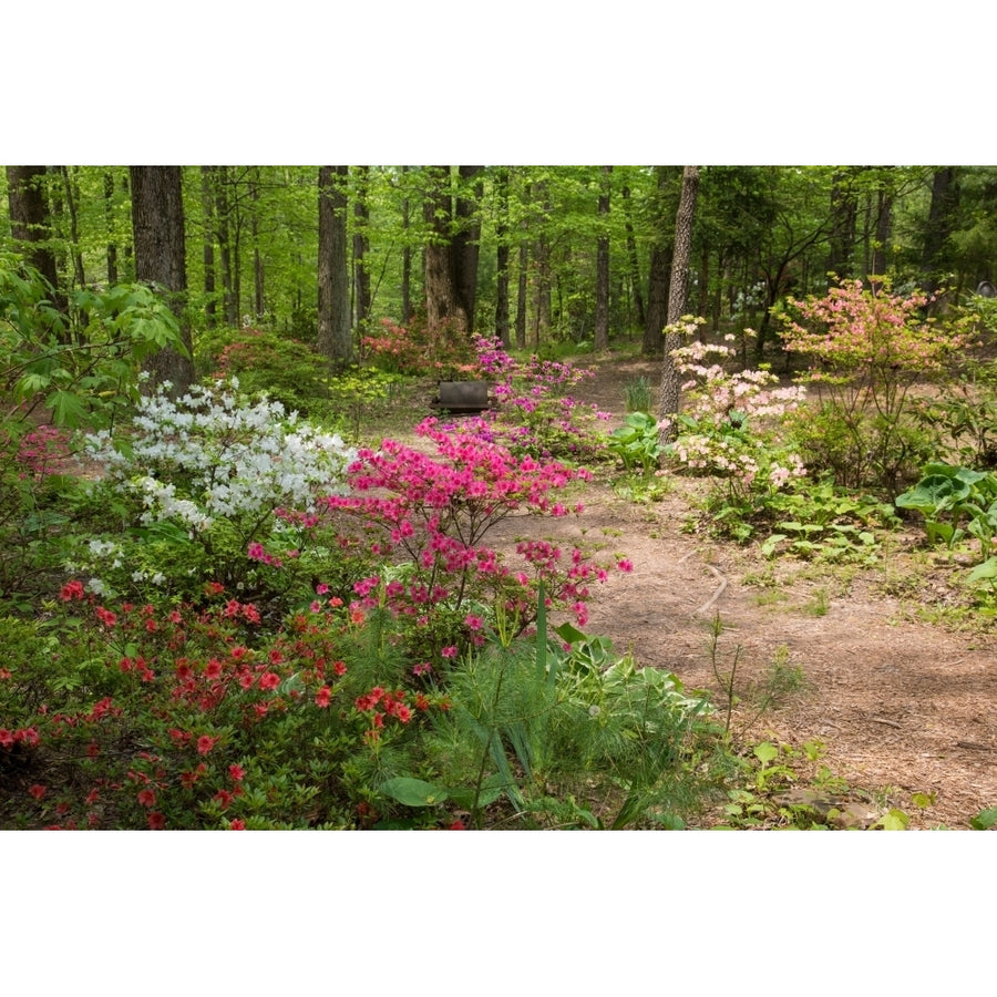 Blooming Azaleas at Azalea Path Arboretum And Botanical Gardens Hazleton Gibson County Indiana USA Poster Print Image 1