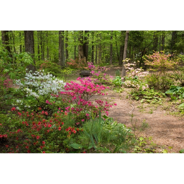 Blooming Azaleas at Azalea Path Arboretum And Botanical Gardens Hazleton Gibson County Indiana USA Poster Print Image 2