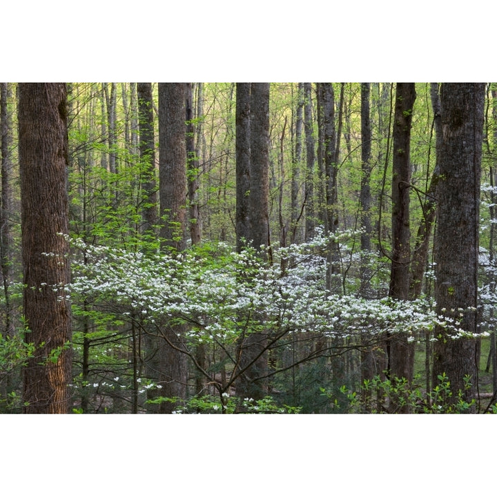 Dogwood trees in a forest Little River Tremont Great Smoky Mountains National Park Tennessee USA Poster Print Image 1