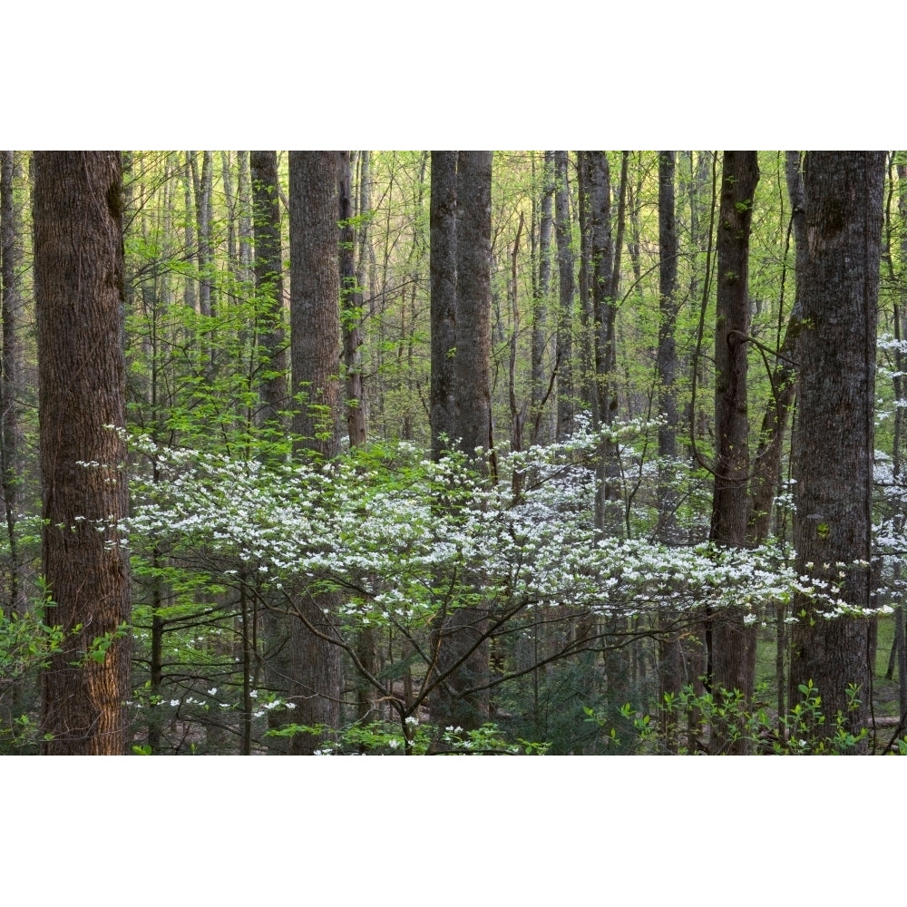 Dogwood trees in a forest Little River Tremont Great Smoky Mountains National Park Tennessee USA Poster Print Image 2